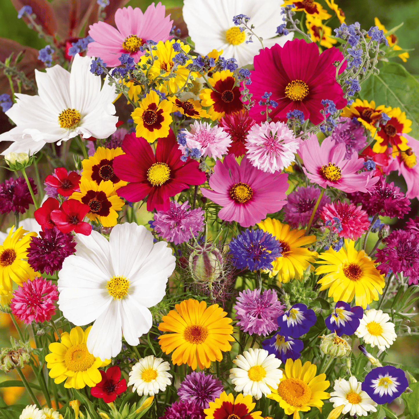 Mixed Perennial Flowers Seeds-60+ kinds mixed