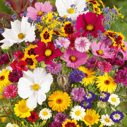 Mixed Perennial Flowers Seeds-60+ kinds mixed