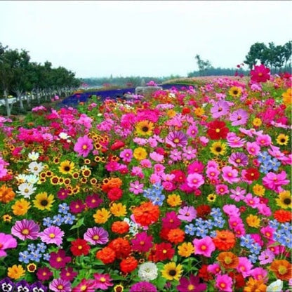 Mixed Perennial Flowers Seeds-60+ kinds mixed