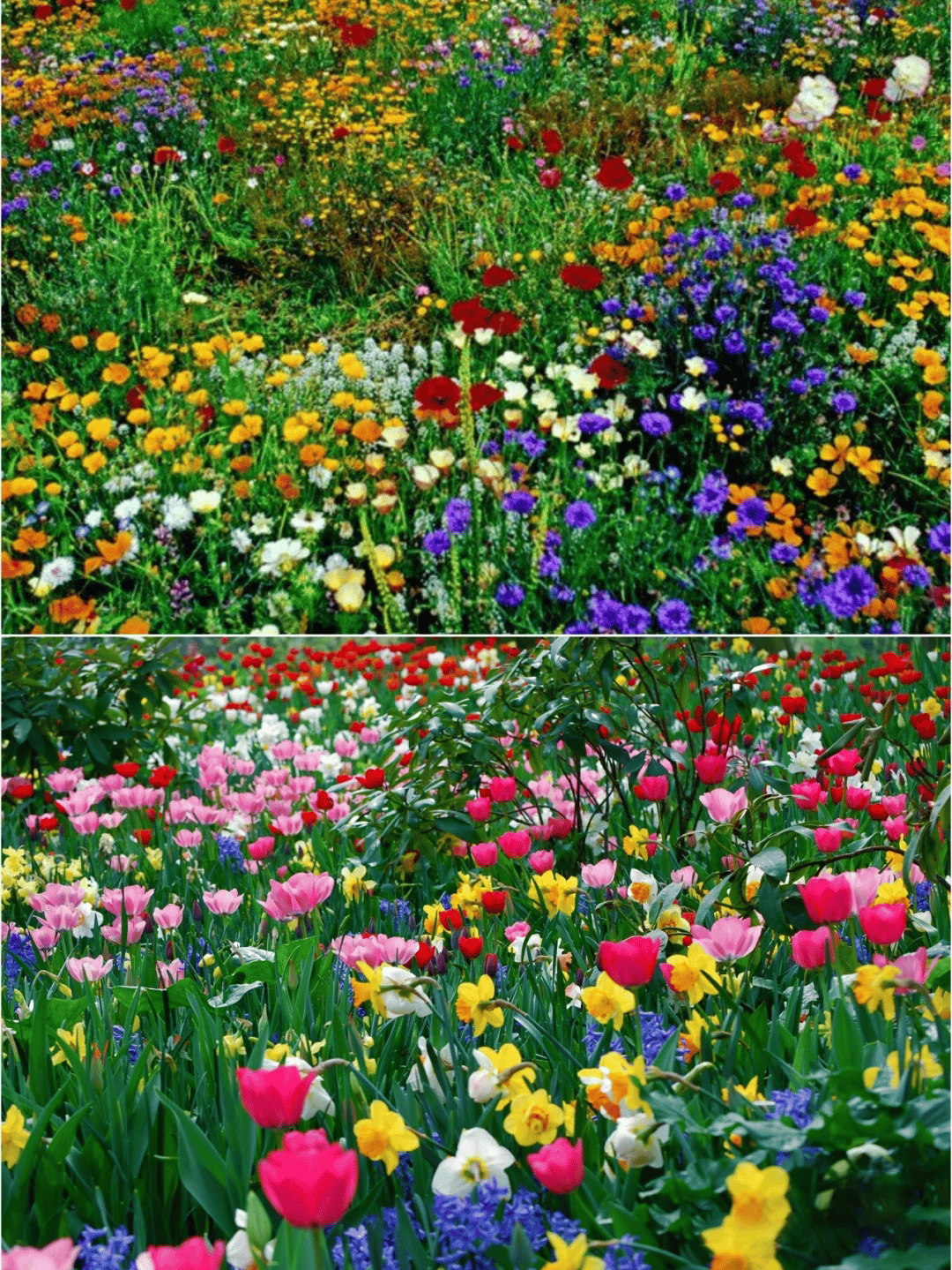 Mixed Perennial Flowers Seeds-60+ kinds mixed