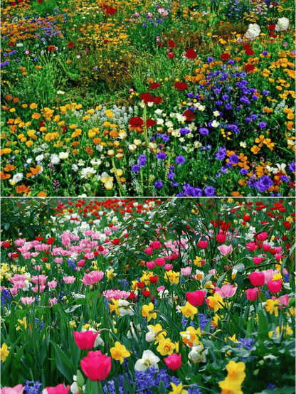 Mixed Perennial Flowers Seeds-60+ kinds mixed