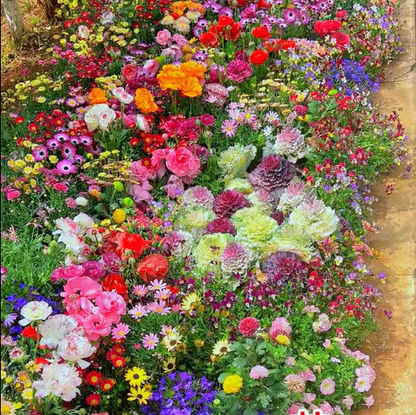 Mixed Perennial Flowers Seeds-60+ kinds mixed