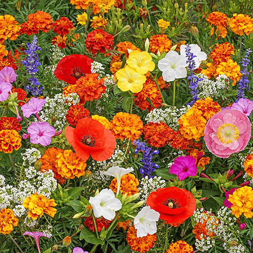 Mixed Perennial Flowers Seeds-60+ kinds mixed