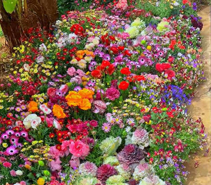 Mixed Perennial Flowers Seeds-60+ kinds mixed