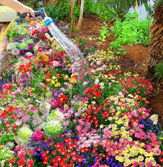 Mixed Perennial Flowers Seeds-60+ kinds mixed